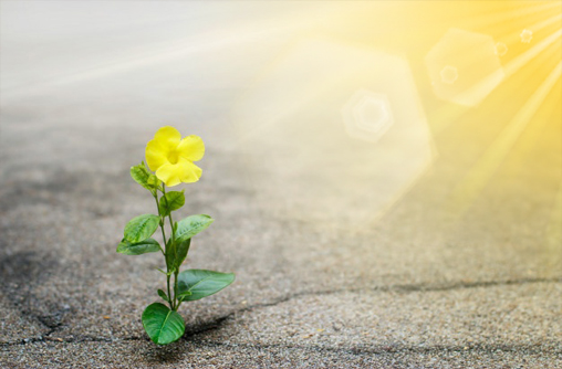 Mensagem do Papa Francisco para o 59º Dia Mundial das Comunicações Sociais é divulgada