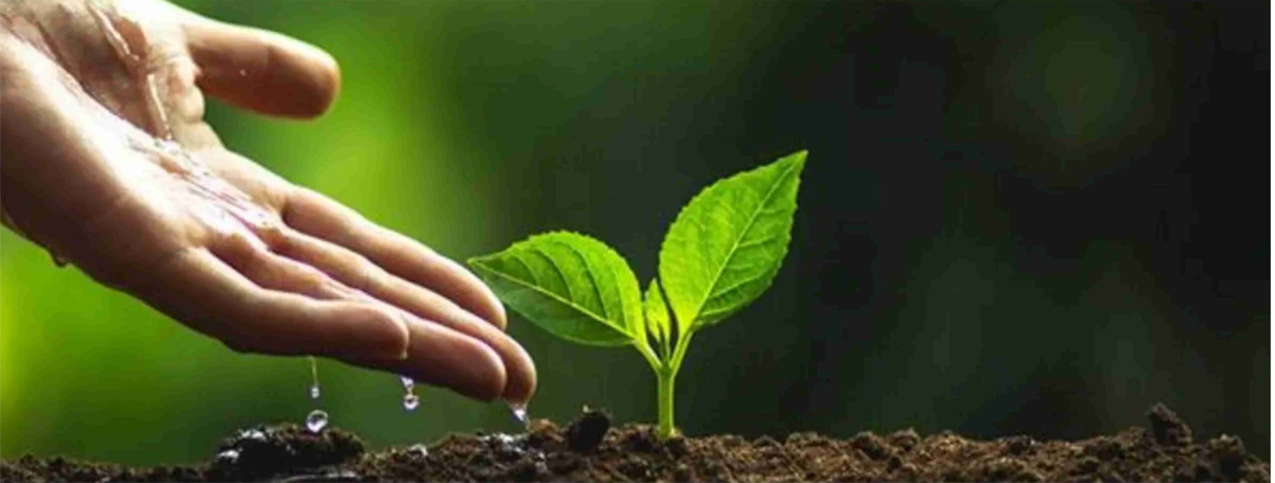 CNBB: plantar uma árvore no dia de finados em memória dos que se foram