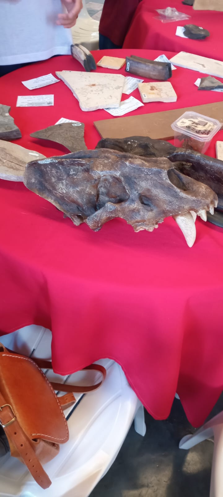 CCA Santa Lúcia recebe alunos da UNIFESP para uma tarde de Paleontologia